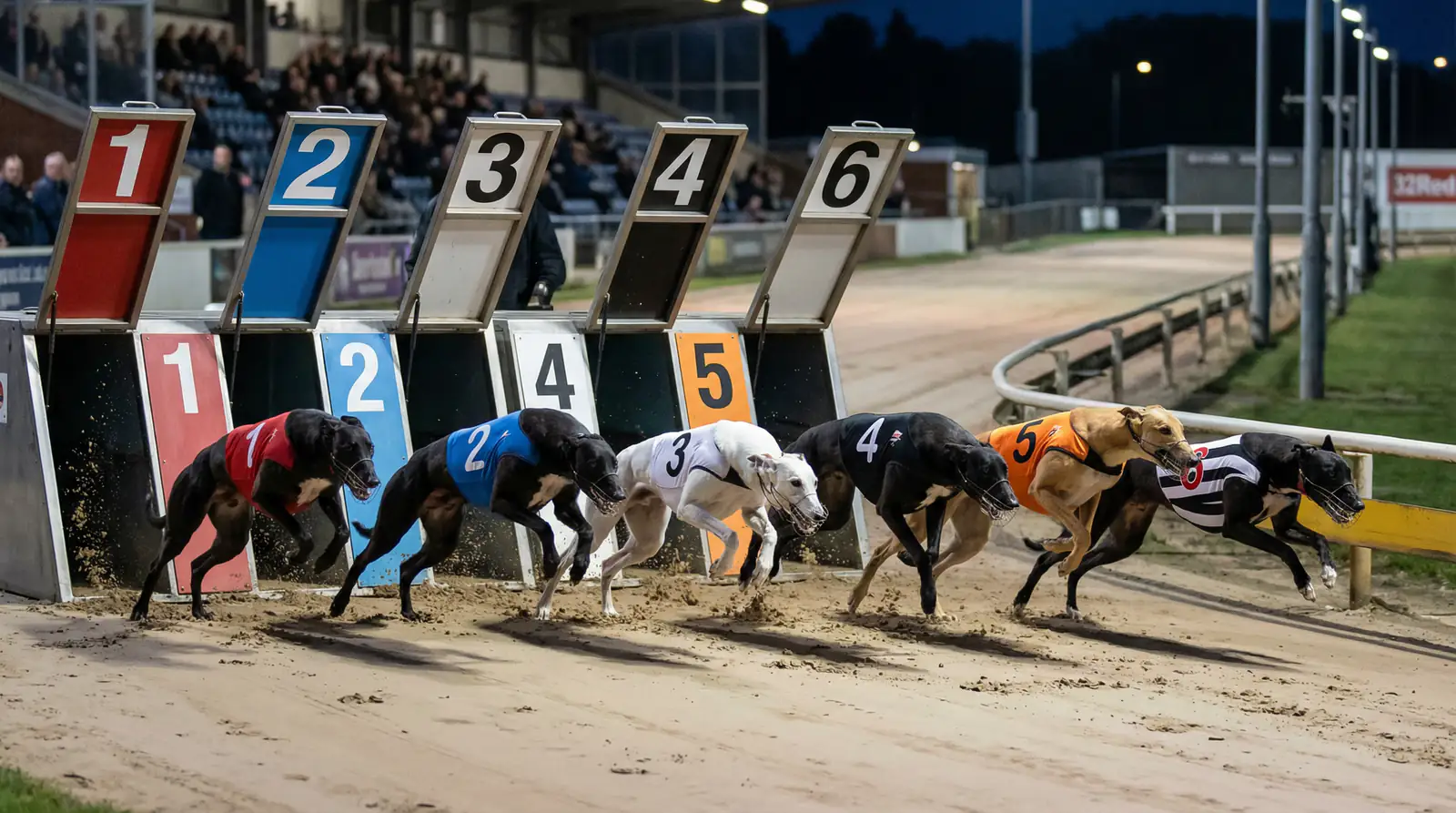 Six greyhounds racing out of the traps at a GBGB-licensed track during an evening meeting